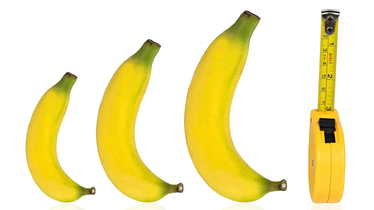 اندازه نرمال آلت تناسلی